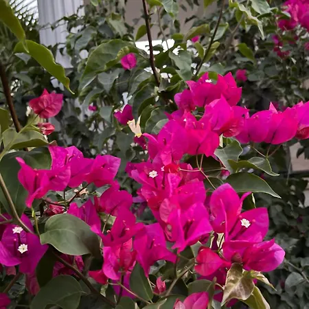 Sea View Flower Vila