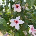Vilă Sea View Flower Bodrum