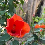 Sea View Flower Bodrum