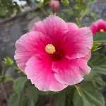 Sea View Flower Bodrum