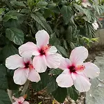 Sea View Flower Vilă Bodrum