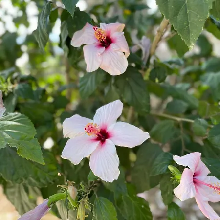 Вилла Sea View Flower Бодрум