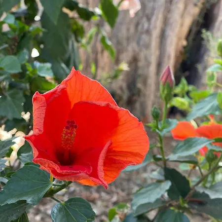 Sea View Flower Бодрум