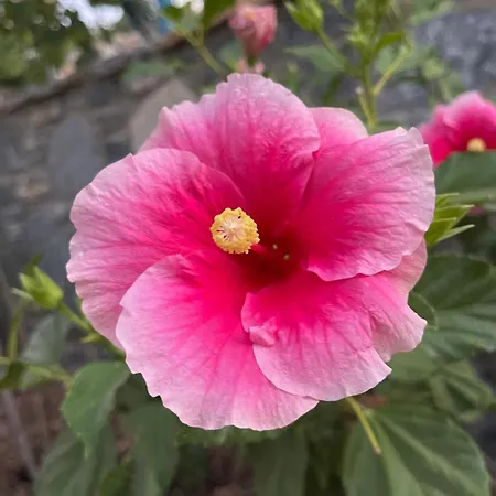 Sea View Flower Бодрум