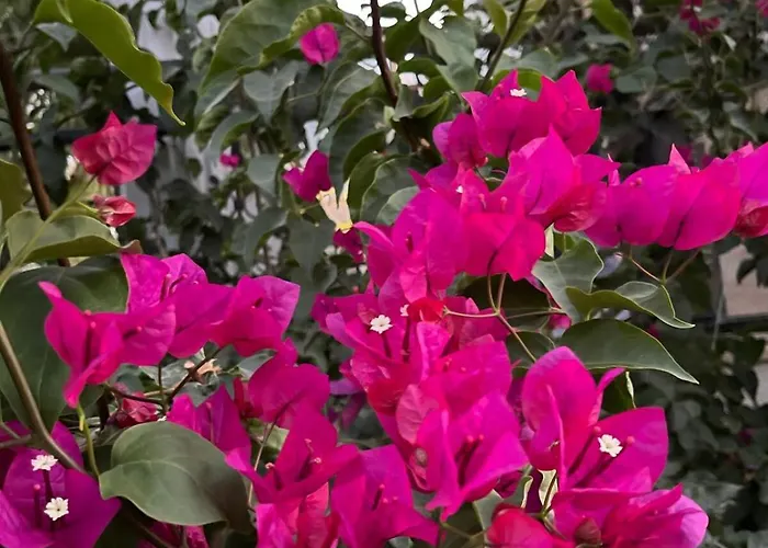 Sea View Flower Villa