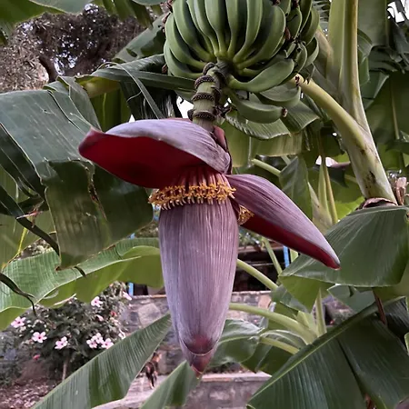 Villa Sea View Flower *