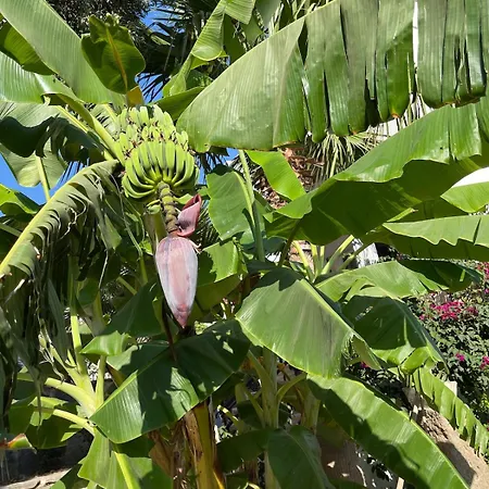 Sea View Flower Vilă