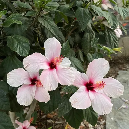 Sea View Flower Vilă Bodrum